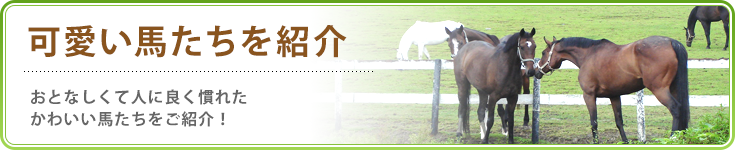 可愛い馬たちを紹介 静岡県の乗馬クラブならパロミノ ポニークラブ